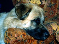 bamse