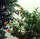 Blomma